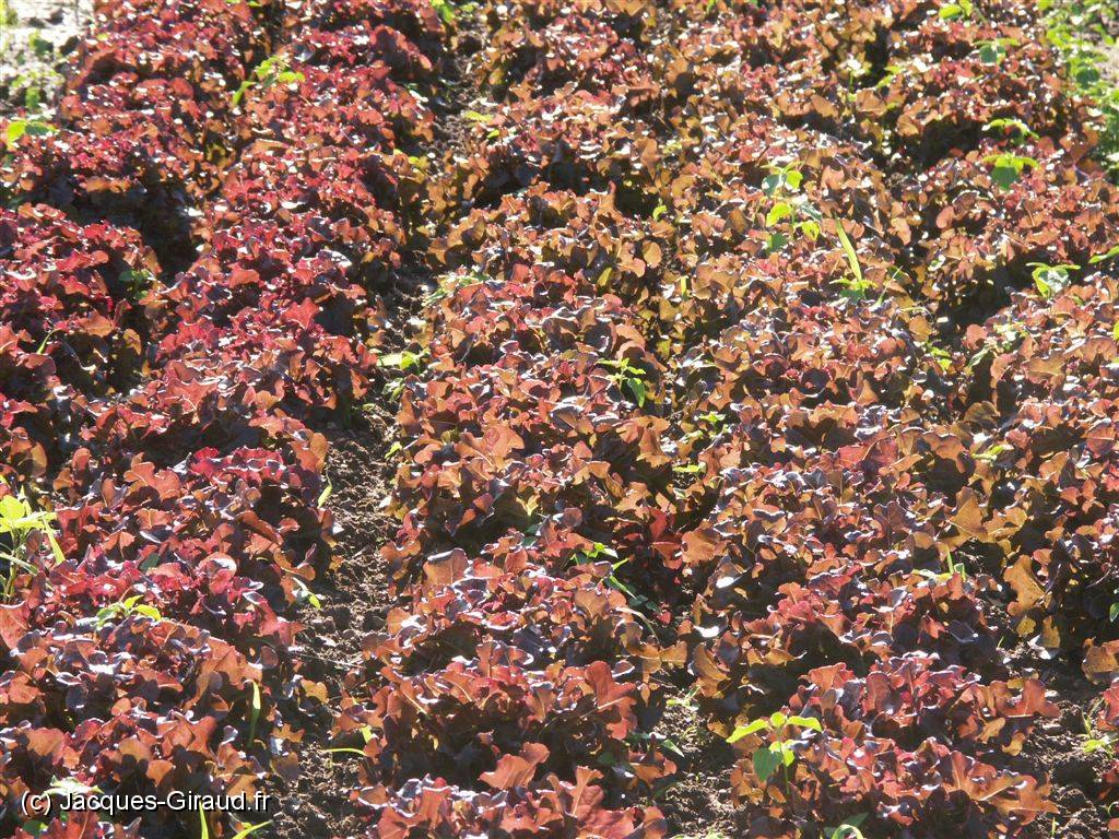 2004-08-11 18-00-05 Nature 166,0mm 1_100_eme F7,1.JPG